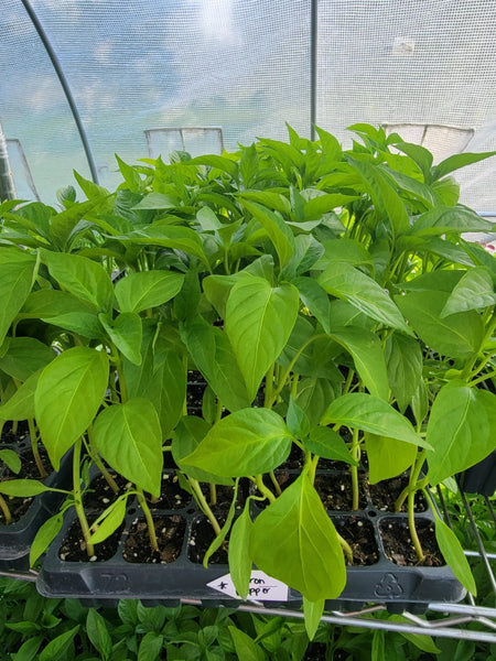 Padrón Peppers, Pimientos de Padrón Starter Live Plants - 4 Seedlings