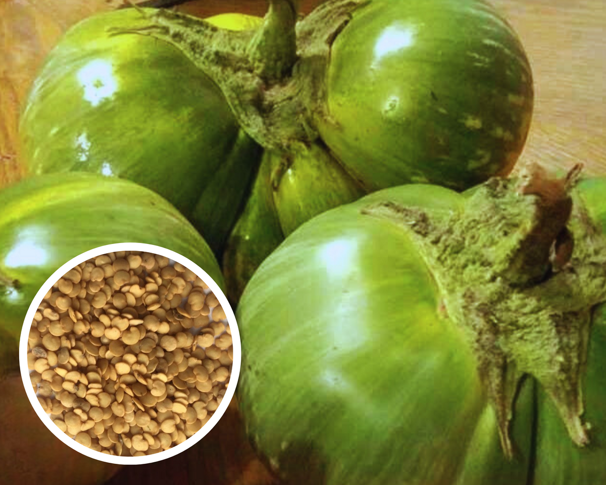 Cambodian Green Giant Eggplant Seeds Non-GMO (100+ Seeds) – Hello