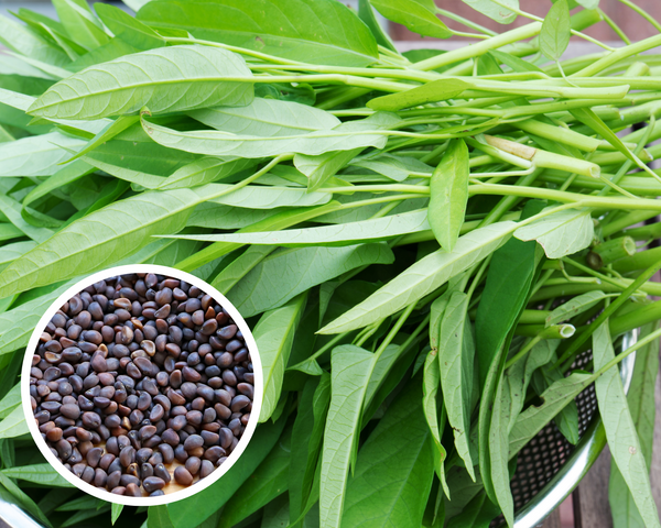Water Spinach Ong Choy Seeds Heirloom Non-GMO (125+ Seeds)