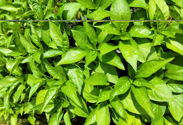 Greek Pepperoncini, Sweet Pepper Starter Live Plants - 4 Seedlings
