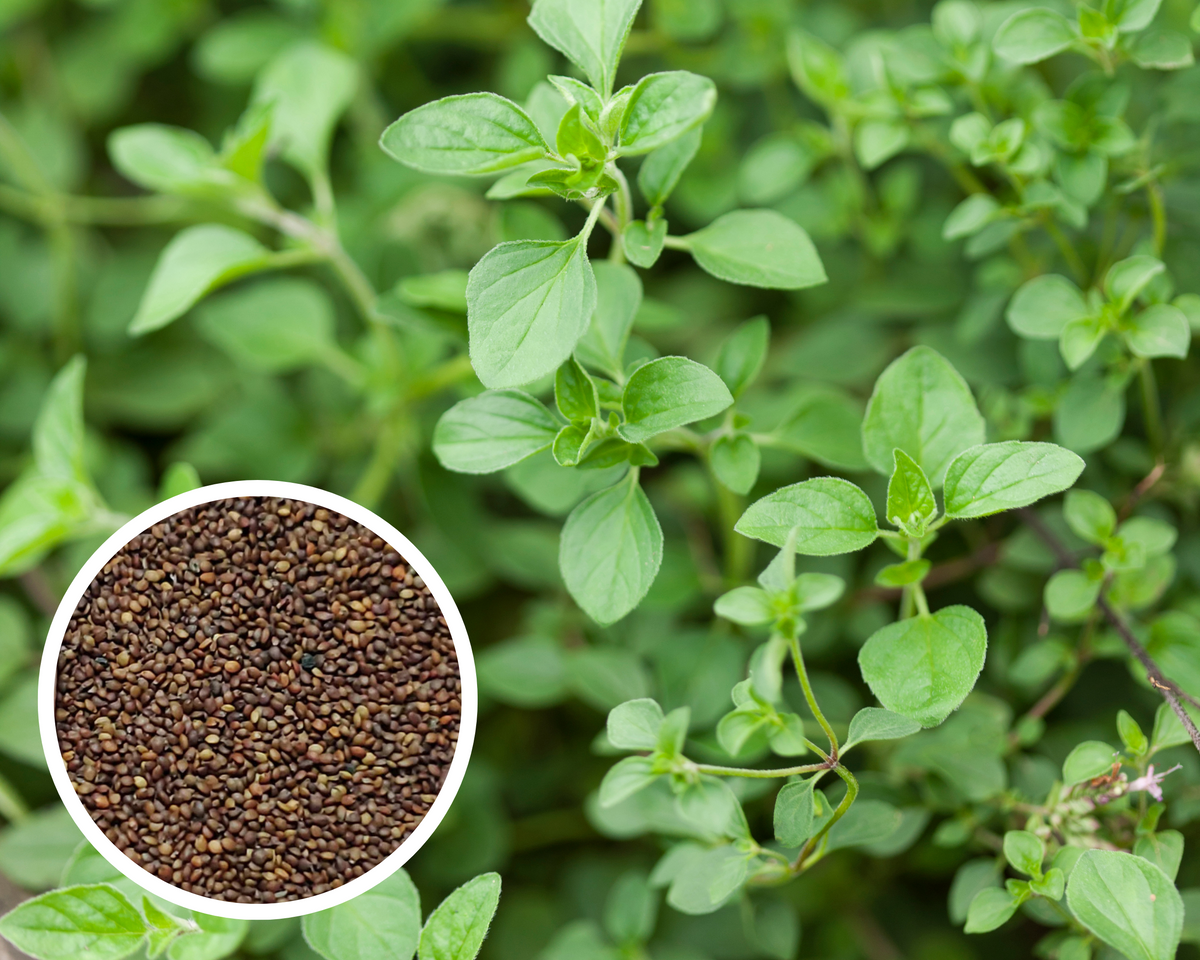oregano seeds planting Italian Oregano Seeds Herbs Heirloom Non-GMO (100+ Seeds)