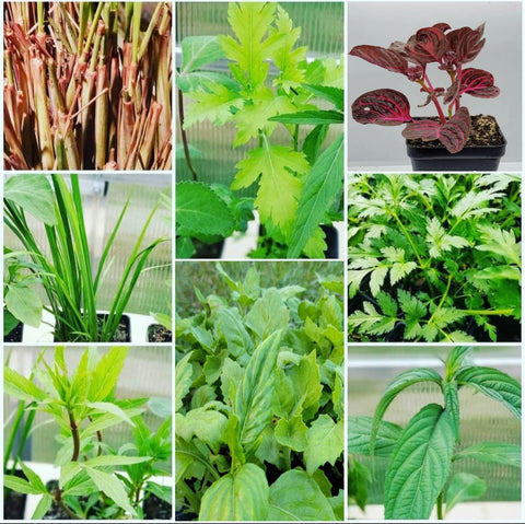 Hmong Medicinal Herbs Starter Plants Package