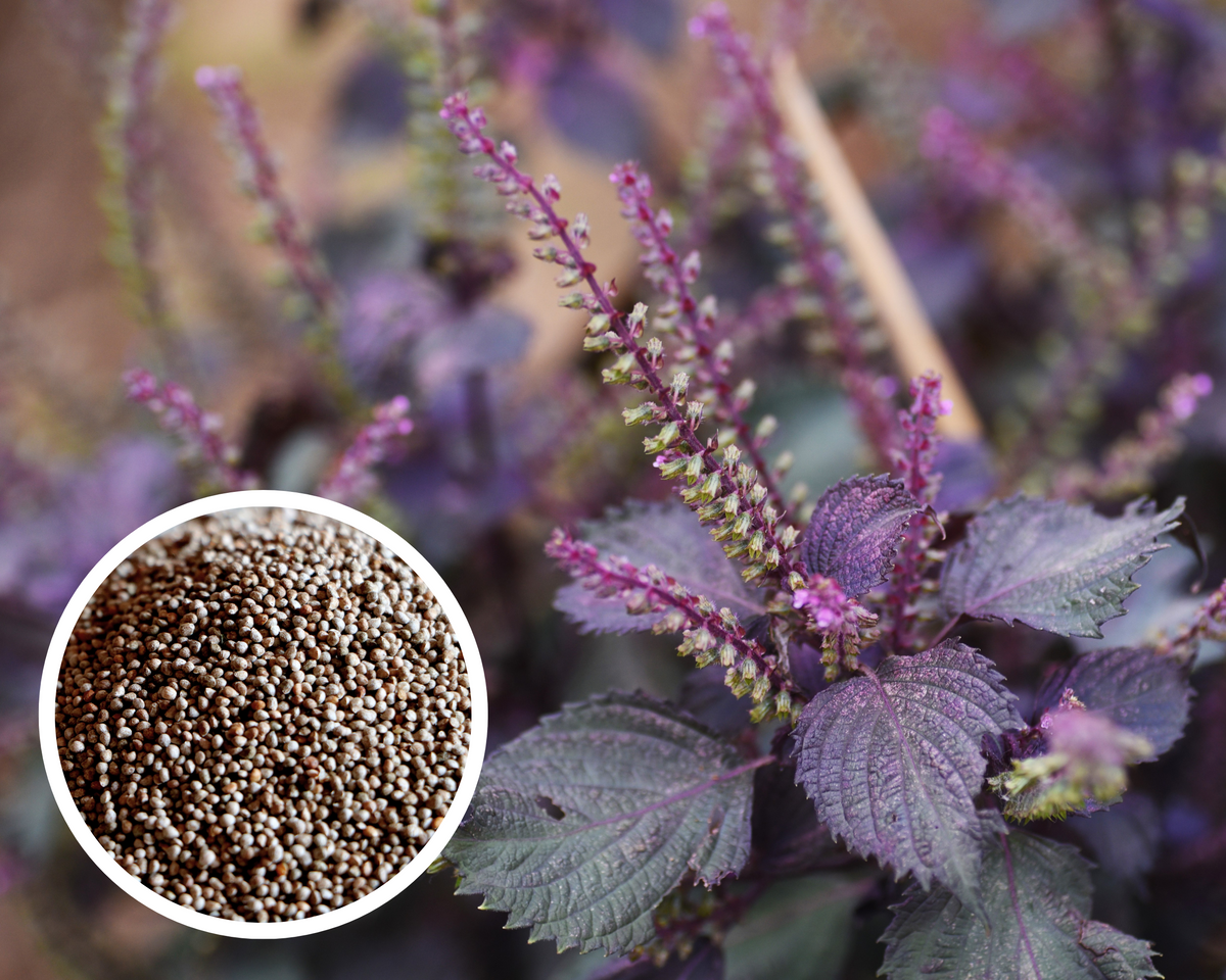 Shiso (Perilla)