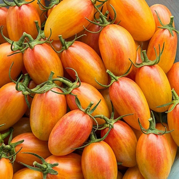 Blush Tomato Starter Live Plants - 4 Seedlings