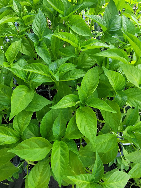 Padrón Peppers, Pimientos de Padrón Starter Live Plants - 4 Seedlings