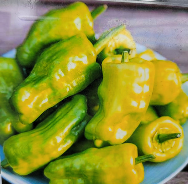 Greek Pepperoncini, Sweet Pepper Starter Live Plants - 4 Seedlings