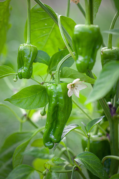 Padrón Peppers, Pimientos de Padrón Starter Live Plants - 4 Seedlings