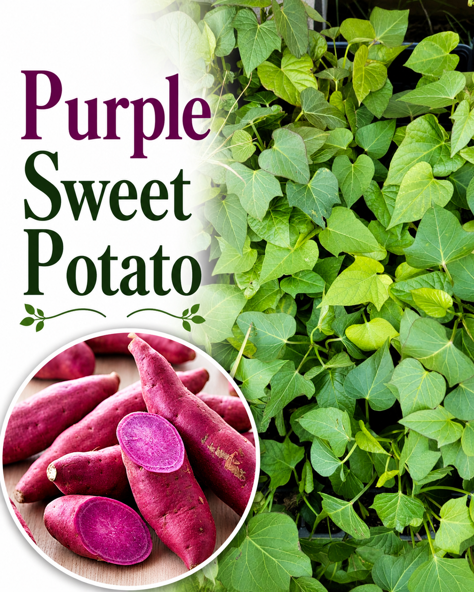 Purple Sweet Potato Starter Live Plants