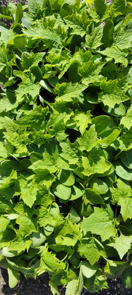 Ridge Gourd Loofah Sponge - Flat, Starter Live Plants - 4 Seedlings