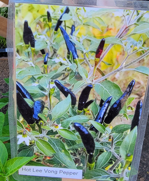 Black Cobra Pepper Kua Txob Lis Voos Live Plants - 4 Seedlings