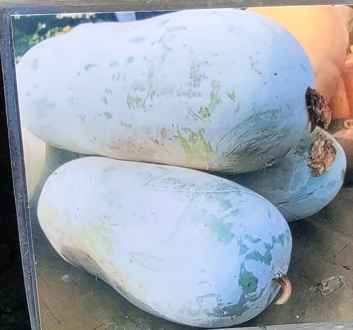 Short Winter Melon, Ash Gourd, Oblong Wax Gourd Starter Live Plants