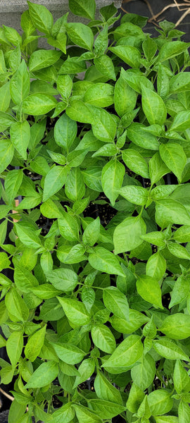 Black Cobra Pepper Kua Txob Lis Voos Live Plants - 4 Seedlings