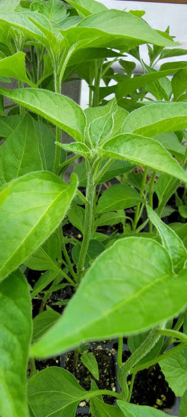 Black Cobra Pepper Kua Txob Lis Voos Live Plants - 4 Seedlings
