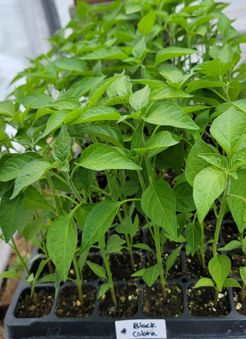 Black Cobra Pepper Kua Txob Lis Voos Live Plants - 4 Seedlings