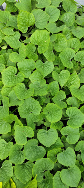 Short Winter Melon, Ash Gourd, Oblong Wax Gourd Starter Live Plants - 4 Seedlings