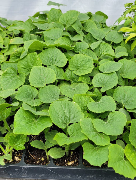 Short Winter Melon, Ash Gourd, Oblong Wax Gourd Starter Live Plants - 4 Seedlings