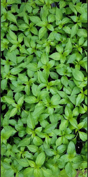 Bird's Eye Hot Chili Pepper Starter Live Plants - 4 Seedlings