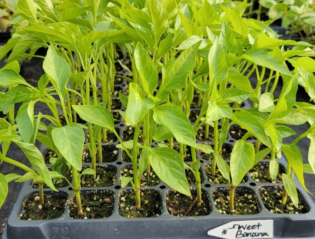 Sweet Banana Pepper Live Plants