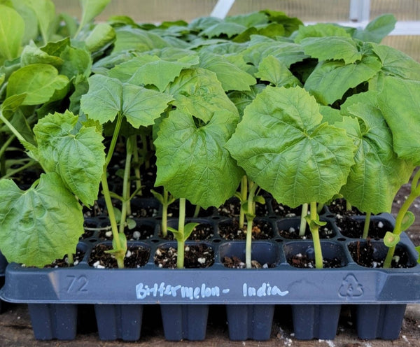Indian Bitter Melon Momordica Charantia Sarter Live Plants - 4 Seedlings