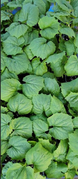 Indian Bitter Melon Momordica Charantia Sarter Live Plants - 4 Seedlings