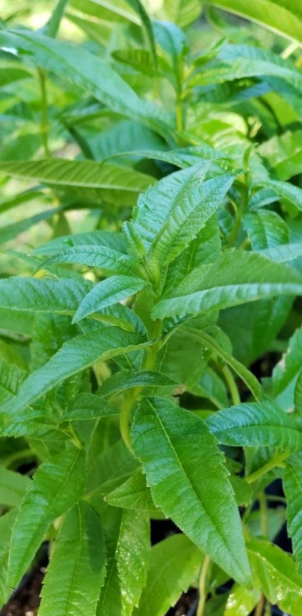 Lemon Verbena Aloysia Triphylla Herbs Live Plants