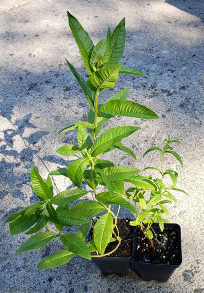 Lemon Verbena Aloysia Triphylla Herbs Live Plants - 2.5" pot