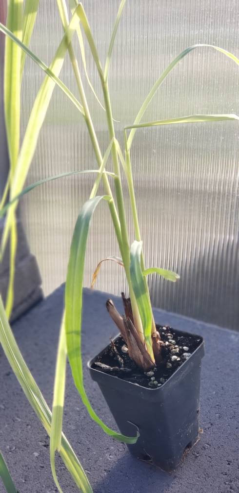 lemongrass potted plants Lemongrass Cymbopogon Flexuosus Herbs Rooted Starter Plants