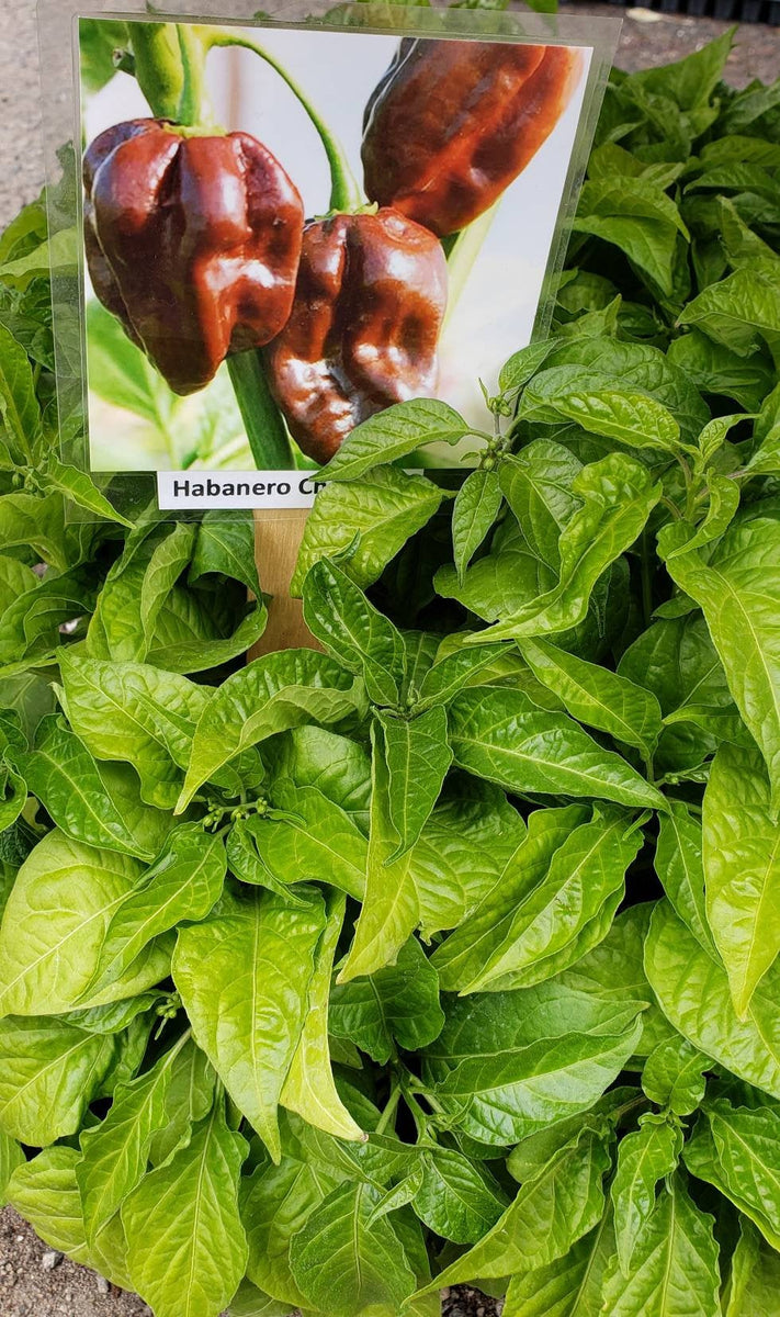 Chocolate Habanero Pepper Starter Plants - 4 Seedlings  Hello May Garden