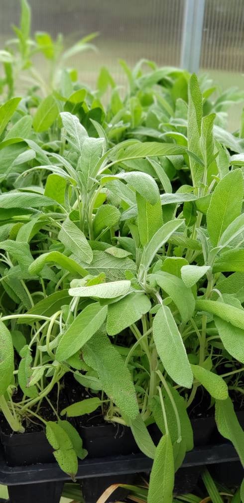 Common Sage Salvia Officinalis Herbs Plants -2.5
