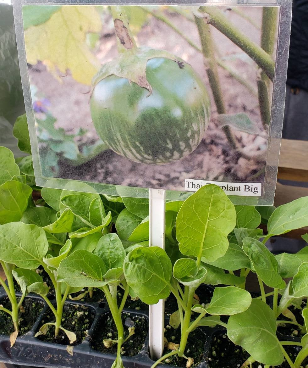 Thai Green Eggplant (Big) Starter Live Plants