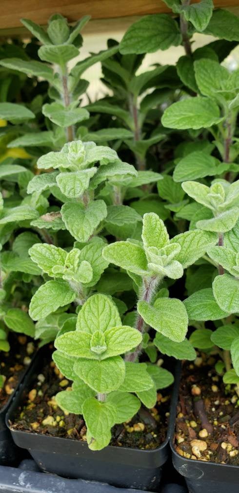 Sweet Marjoram Origanum Majorana Herbs Live Plants