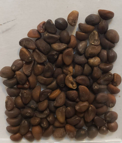 Water Spinach Ong Choy Seeds Heirloom Non-GMO (125+ Seeds)