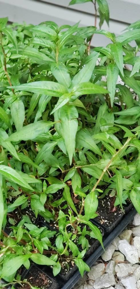 Vietnamese Coriander Persicaria odorata Herbs Rau Răm Plant