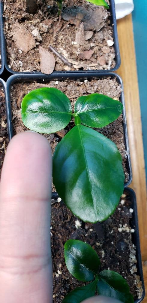 thumbnail image 2 of Preț: €3.50 - KAFFIR LIME Seeds (Citrus Hystrix 2 of 9