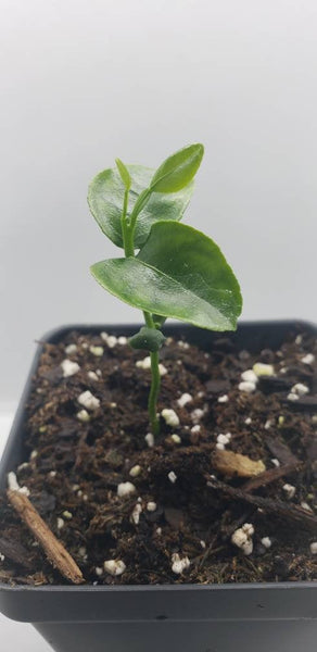 Kaffir Lime Tree - Citrus Hystrix Makrut Seeds