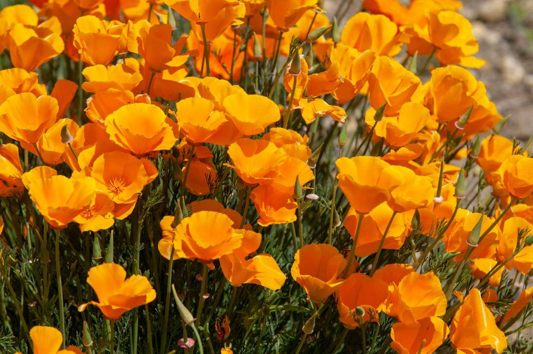 orange poppy flower seeds Flower California Orange Poppy Seeds Heirloom Non-GMO (300+ Seeds)