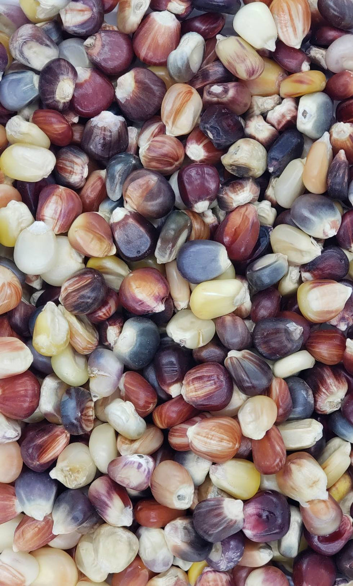 Rainbow Indian Corn Seeds, Ornamental Maize Native American Flint Calico  Corn Popcorn Untreated Vegetable Seed for 2024 Fast Shipping