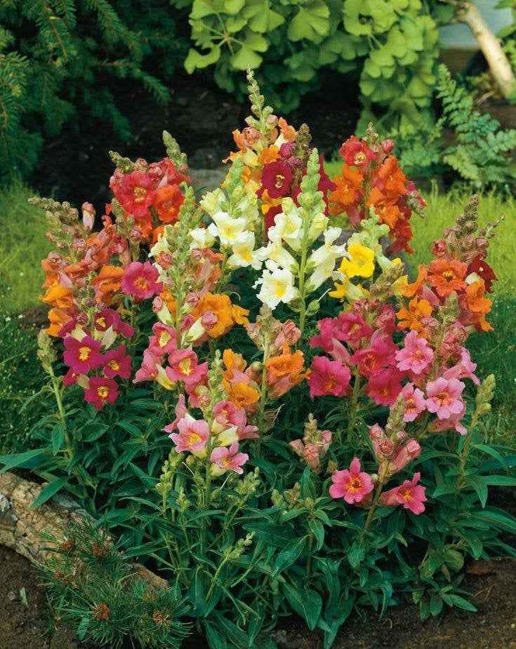 snapdragon flower seeds series f1-1000 seeds Snapdragon Maximum Mix Flower Seeds Non-GMO (1000+ Seeds)