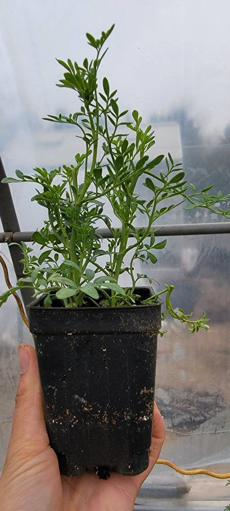 Rue, Ruta Graveolens, Ruda Herbs Plants