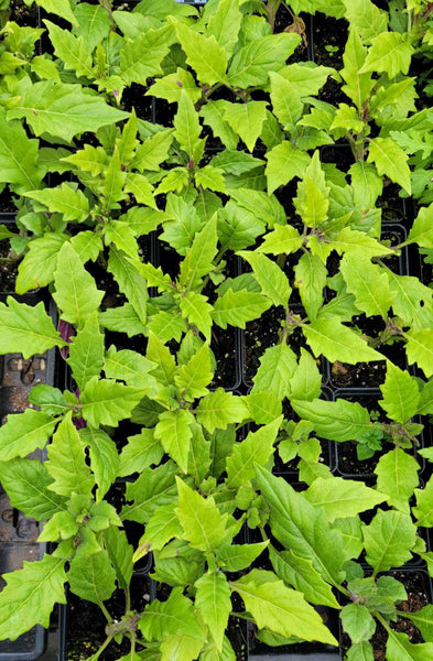 Okinawa Spinach 'Red' - Tshuaj Rog Liab Hmong Medicinal Herbs Starter Plant - 2.5" pot.