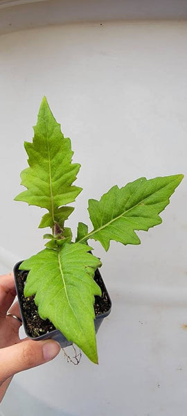 Okinawa Spinach 'Red' - Tshuaj Rog Liab Hmong Medicinal Herbs Starter Plant - 2.5" pot.