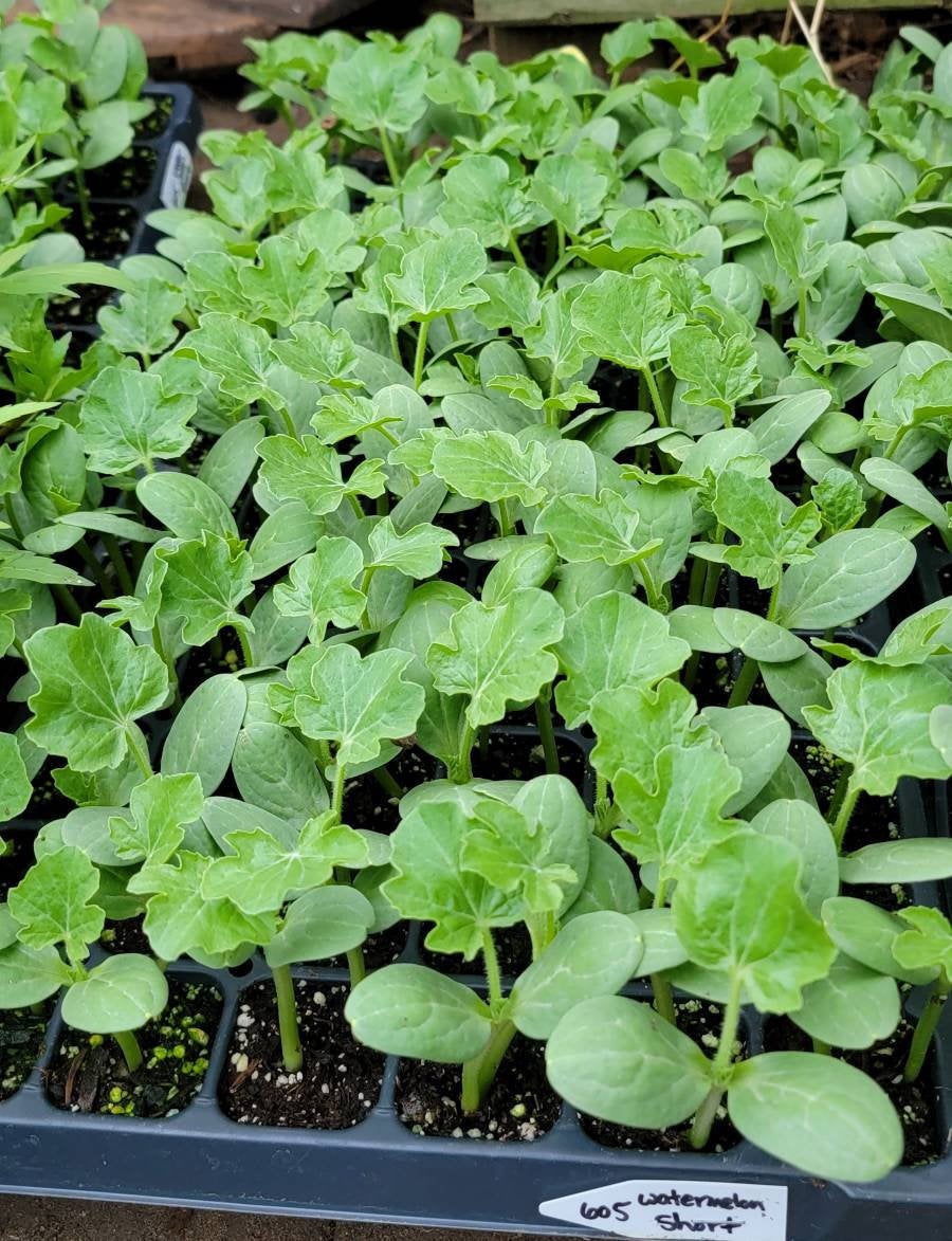 Crimson Sweet Watermelon Starter Plants