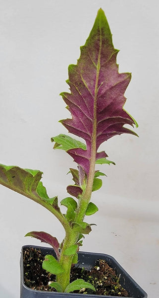 Okinawa Spinach 'Red' - Tshuaj Rog Liab Hmong Medicinal Herbs Starter Plant - 2.5" pot.