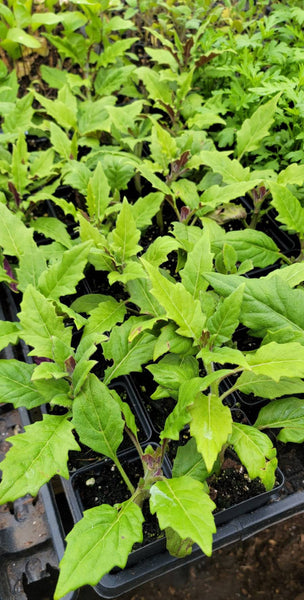 Okinawa Spinach 'Red' - Tshuaj Rog Liab Hmong Medicinal Herbs Starter Plant - 2.5" pot.