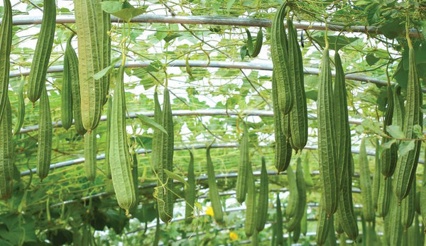 Ridge Gourd Loofah Sponge - Flat, Starter Live Plants - 4 Seedlings