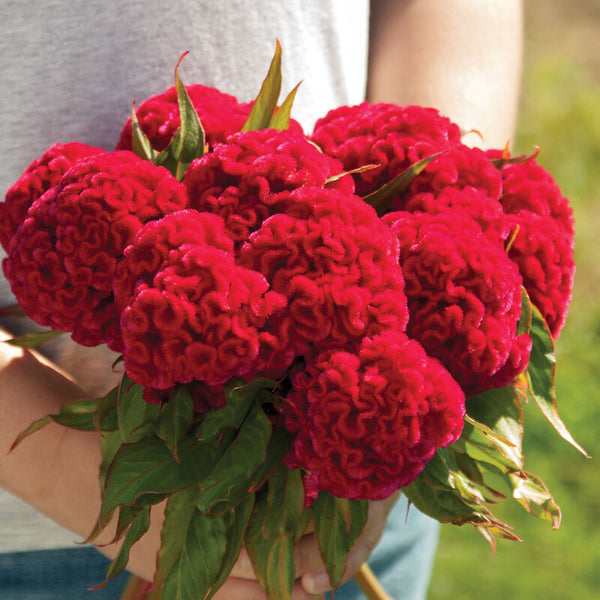 Celosia Chief Carmine Cutflower Starter Live Plants (4 Seedlings)