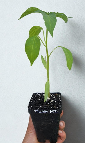 Red Thunder Mountain Longhorn Pepper Starter Live Plants - 2.5" pot