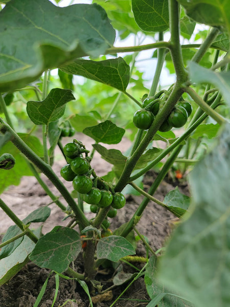 Liberian Kittley Bitter Ball Pea Eggplant, African Eggplant Seeds Heirloom Non-GMO (50+ Seeds)