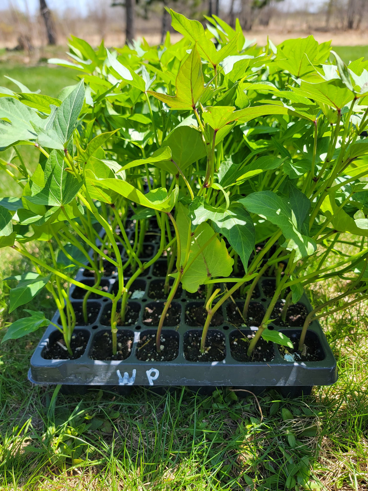 Okinawan Sweet Potatoes, White Skin Purple Flesh Potato Starter Live Plants - 4 Rooted Slips