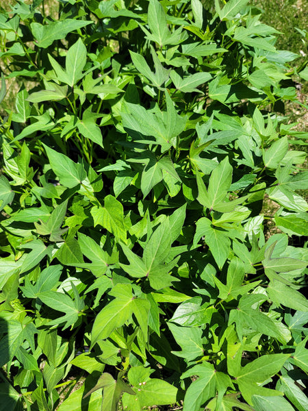 Okinawan Sweet Potatoes, White Skin Purple Flesh Potato Starter Live Plants - 4 Rooted Slips